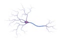 Illustration of neuron anatomy. Structure. Vector infographic nerve cell axon and myelin sheath Royalty Free Stock Photo